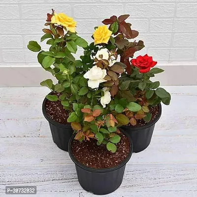 The Entacloo Rose Plant Scented rose (Any Variety, Any Color) - Plant-thumb0