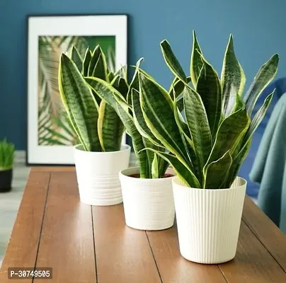 The Entacloo Snake Plant Snake Plant For Home Decorations Best For Natural Air Purification CF_B744-thumb0