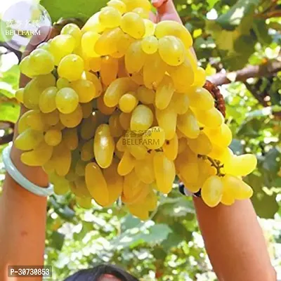 The Entacloo Grape Plant Grape Plant Golden Green Grape Fruit Vitis vinifera 1 Healthy Live Plant on Poly Bag A-thumb0