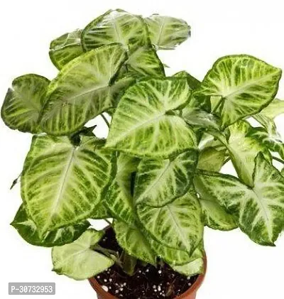 The Entacloo Syngonium Plant Syngonium Variegated - Syngonium podophyllum Live Plant 1 Healthy Live Plant With Plastic Bagss-thumb0