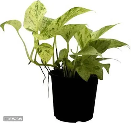 The Entacloo Money Plant Money Plant Marbel Queen-thumb0