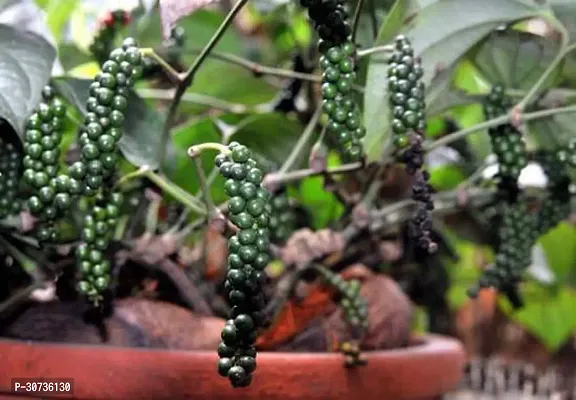 The Entacloo Black Pepper Plant 8xc01-thumb0