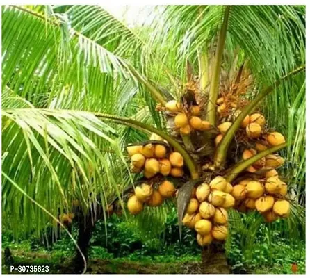 The Entacloo Coconut Plant Coconut Tree Plant-thumb0