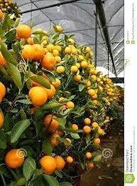 The Entacloo Orange Plant ORANGE PLANT FG-thumb1