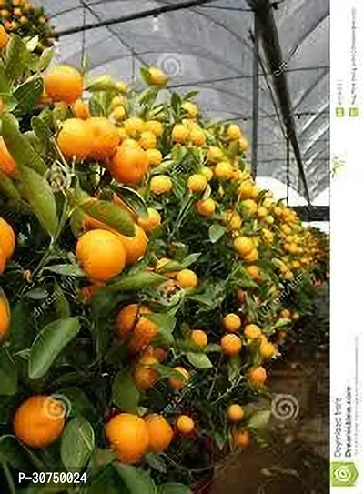 The Entacloo Orange Plant ORANGE PLANT FG-thumb2