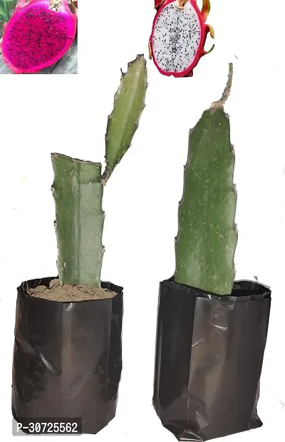 The Entacloo Dragon Tree (Pack of 2)-thumb0