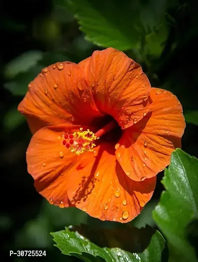 The Entacloo Hibiscus Plant Orange single Tropical Hibiscus Plant-thumb0