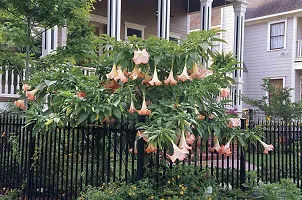 The Entacloo Indian trumpet flower angel trumpet plant-thumb2