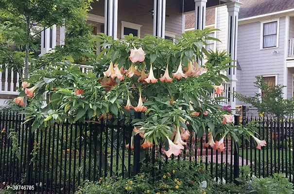 The Entacloo Indian trumpet flower angel trumpet plant-thumb3