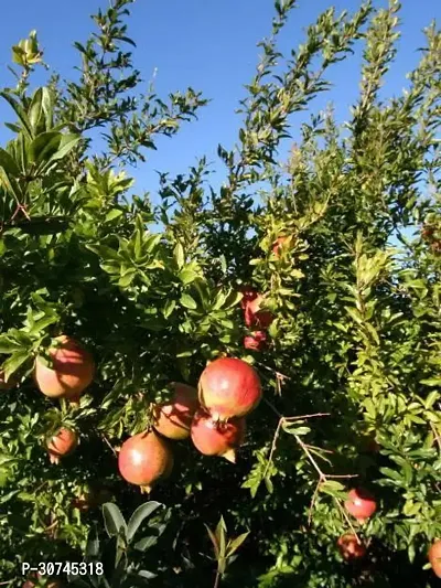 The Entacloo Pomegranate Plant prr01-thumb0