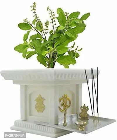 The Entacloo Tulsi Plant TGltul7