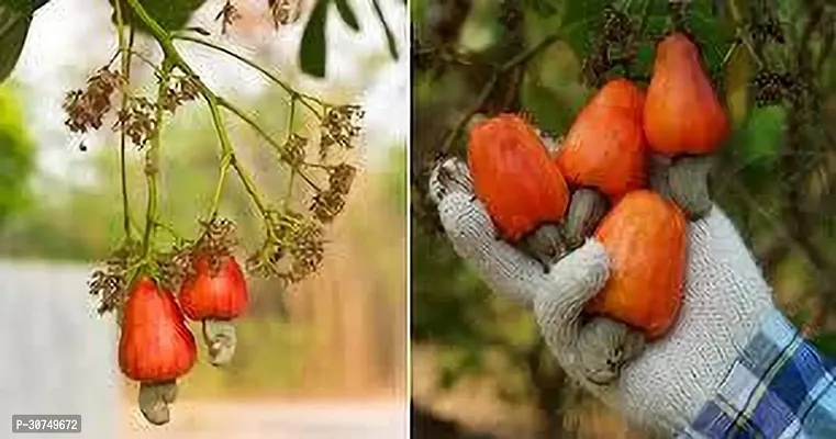 The Entacloo Cashew Plant KAJU PLANT 112 H