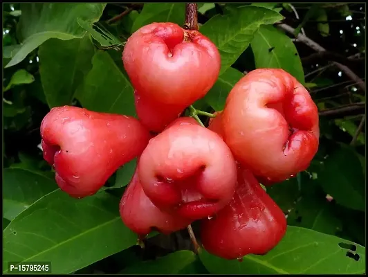 Your Shop Live Plant Red Java Apple Dwarf Rose Water Apple Plant Syzygium Samarangense Jambu Wax Apple (1 Healthy Live Plant)-thumb0