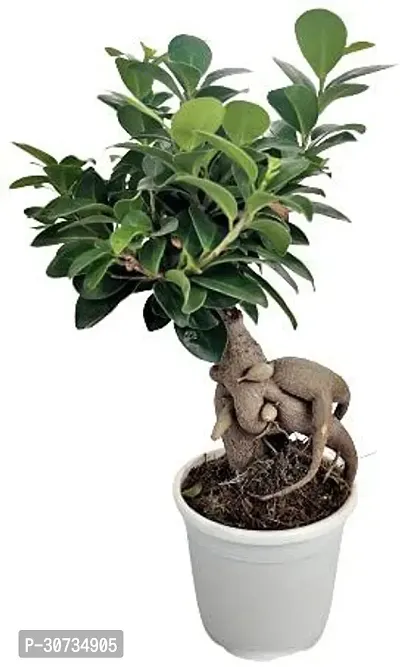 The Entacloo Ficus Bonsai Plant CFGV24-thumb0