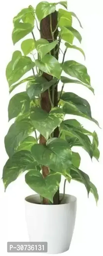 The Entacloo Money Plant MONEY 1204-thumb0