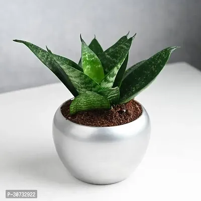 The Entacloo Snake Plant Snake Plant-thumb0