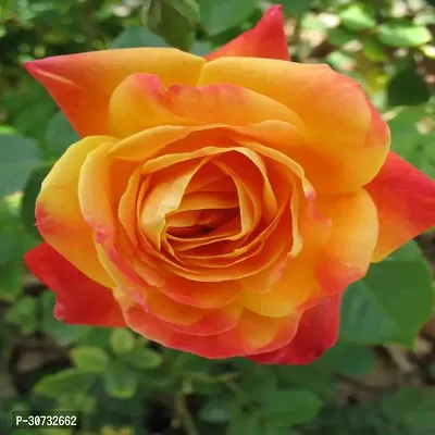 The Entacloo Rose Plant Modern Garden Roses-thumb0