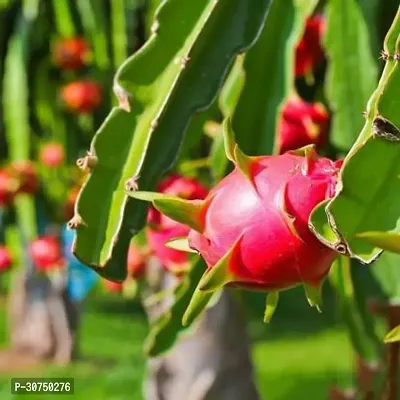 The Entacloo Dragon Tree AM Sweet Red Dragon Tree-thumb3