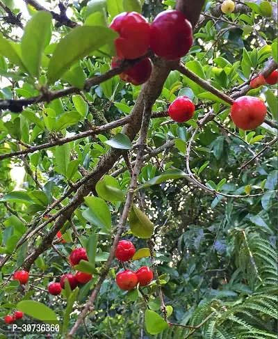 The Entacloo Cherry Fruit Plant MOX-thumb0