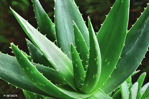 The Entacloo Aloe Vera Plant alovera plant 0022