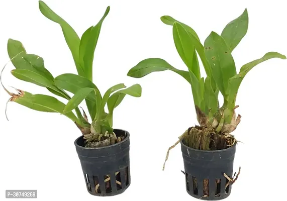 The Entacloo Orchid Plant Grammatophyllum (Scriptum var. Citrinum and Scriptum var. Leopard) Combo Seedling Size-thumb0