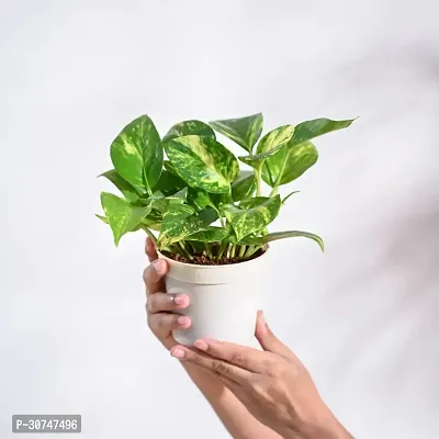 The Entacloo Money Plant Money Plant Variegated with Pot-thumb3