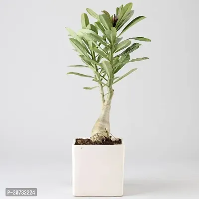 The Entacloo Adenium Plant ART-FUL-CREATURE-63-thumb0