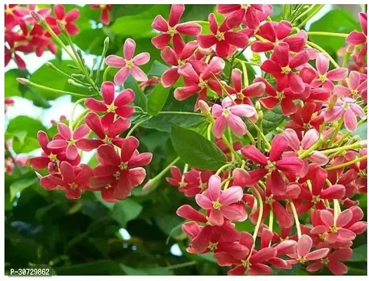 The Entacloo MadhumaltiRangoon Creeper MadhumalatiRangoon CreeperBurma CreeperChinese honeysuckle flower plant-thumb3