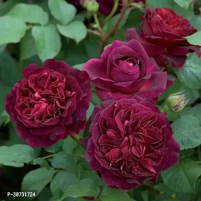 The Entacloo Rose Plant Miniature Rose, Button Rose (Maroon) - Plant-thumb0