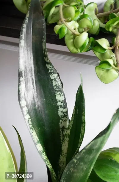 The Entacloo Snake Plant Snake Plant For Home Decorations Best For Natural Air Purification {CF20711-thumb0