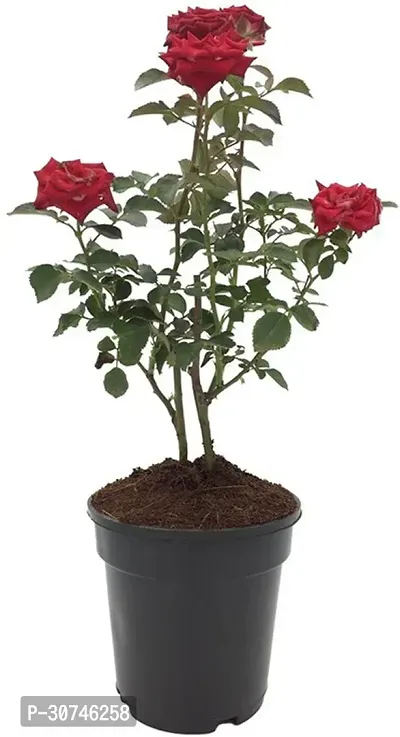 The Entacloo Rose Plant OSE27-thumb0