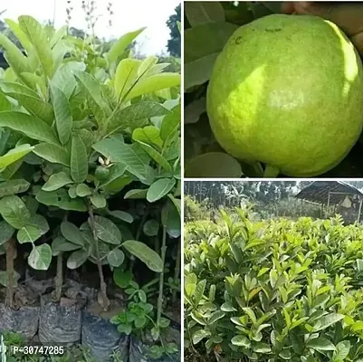 The Entacloo Guava Plant GUAVA PLANT AAQ122-thumb0