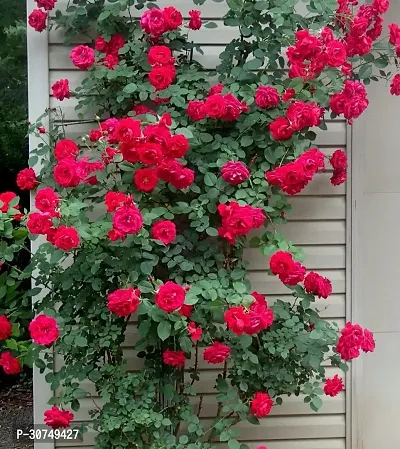 The Entacloo Rose Plant Climbing Rose Plant23-thumb0