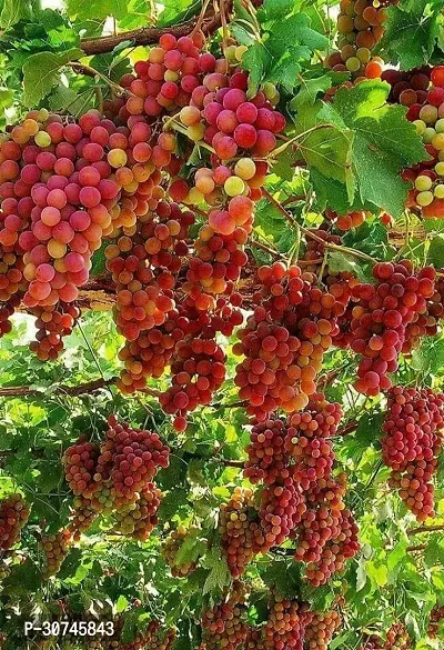 The Entacloo Grapes Plant SweetSeedless Red Grape Plant-thumb0