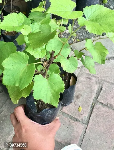 The Entacloo Grapes Plant Black Grapes Plant-thumb3