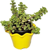 The Entacloo Jade Plant Natural PlantLucky JadeGood Luck Feng Shui Live Plant-thumb1