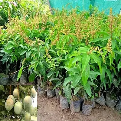 The Entacloo Mango Plant 422All Time Sweet Mango Plant-thumb0