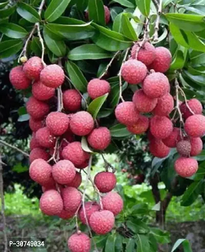 The Entacloo Litchi Plant LItchi Plant BGa1-thumb0