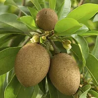 The Entacloo Chiku Plant Live Fruit Plant Manilkara Zapota,Sapodilla, Sapota, chikoo, Chico, Naseberry, or Nispero Sapota Chikoo SapotaChikoo Healthy (Thailand Variety) for Home and Outdoor Garden AGZQ02-thumb1