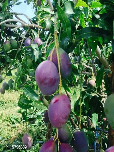 The Entacloo Your Shop Grafted Thai Purple Mango Tree Plant Nam-Dok-Mai Si Mueng Live Plant