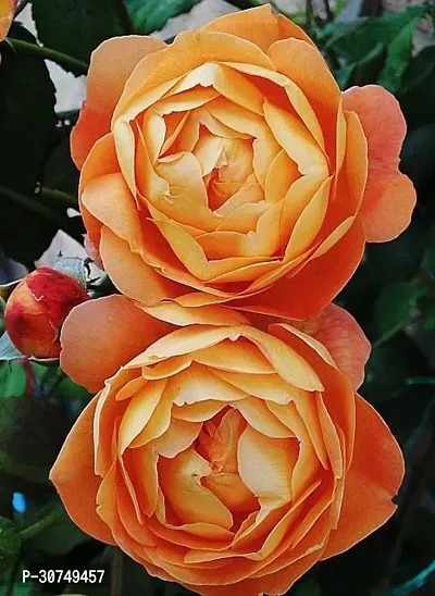 The Entacloo Rose Plant Light orange-thumb2