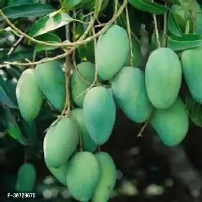 The Entacloo Mango Plant mngo Catimon Grafted Live Sweet Mango Plant-thumb0