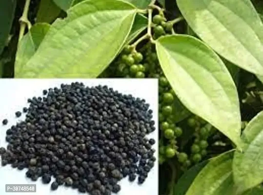 The Entacloo Black Pepper Plant Blackpapper-thumb0