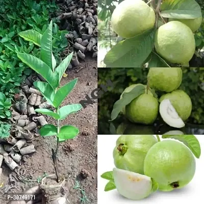 The Entacloo Guava Plant Guava tree live plant hybrid original Varaity tree pack of 1 with grow bag-thumb0