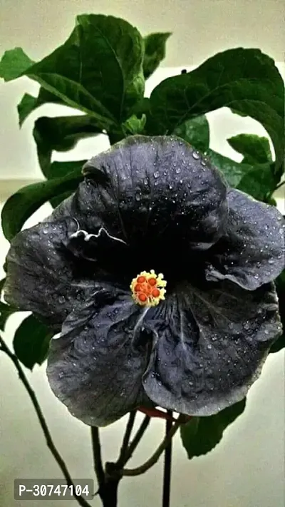 The Entacloo Hibiscus Plant 156Hibiscus Hybrid Plant-thumb0