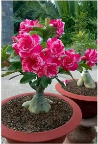 The Entacloo Adenium Plant Desert Rose(Adenium) plant-thumb1