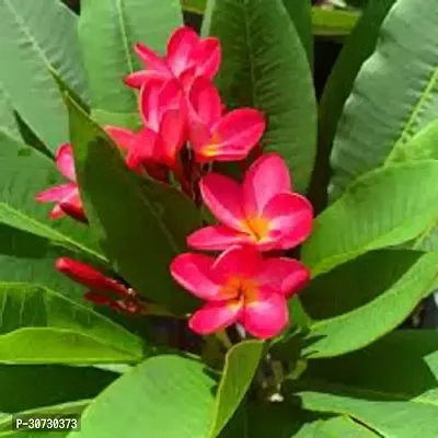 The Entacloo Plumeria Plant Red Frangipani Plumeria Flower Plant-thumb0