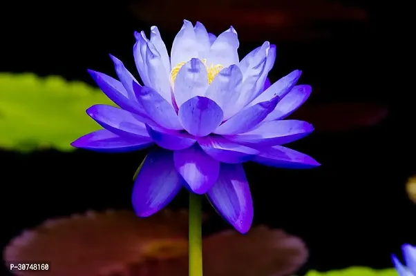 The Entacloo Lily Plant Rare blue Water Lily Flower Live Plant-thumb0