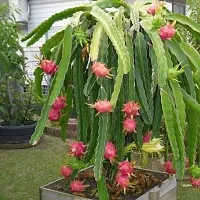 The Entacloo Dragon Tree Dragon Fruit Plant (Hybrid Pack Of 2)-thumb1