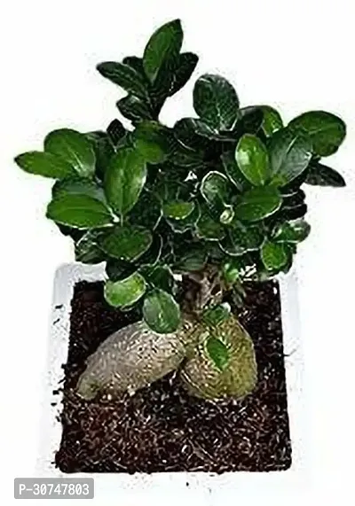 The Entacloo Ficus Bonsai Plant HJNB6-thumb0